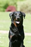 BEAUCERON 823